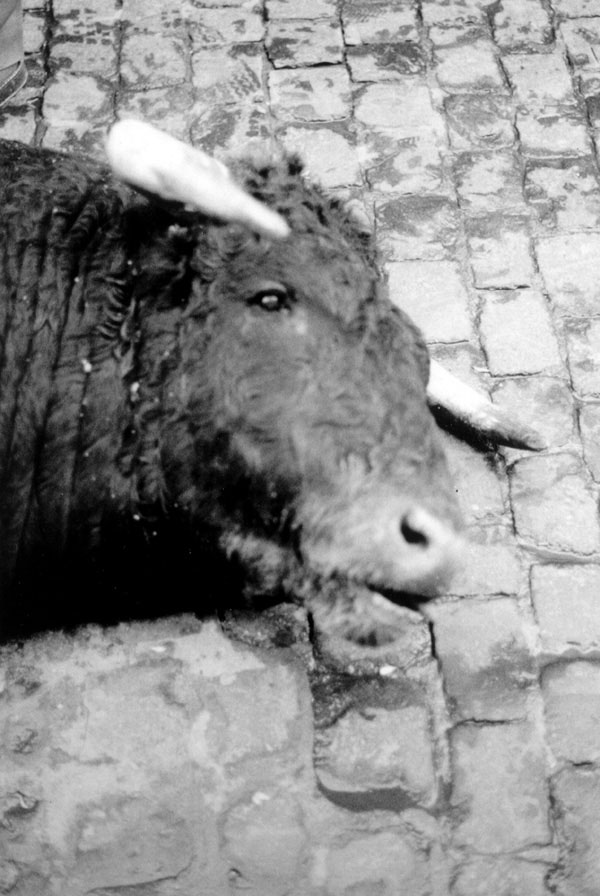 Exposición fotográfica 'La otra cara de la fiesta'