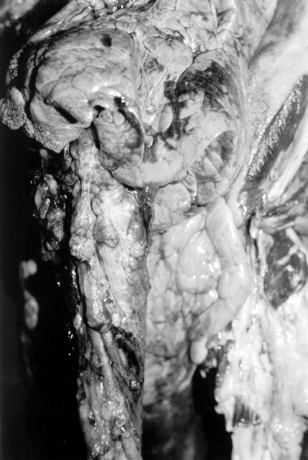 Exposición fotográfica 'La otra cara de la fiesta'
